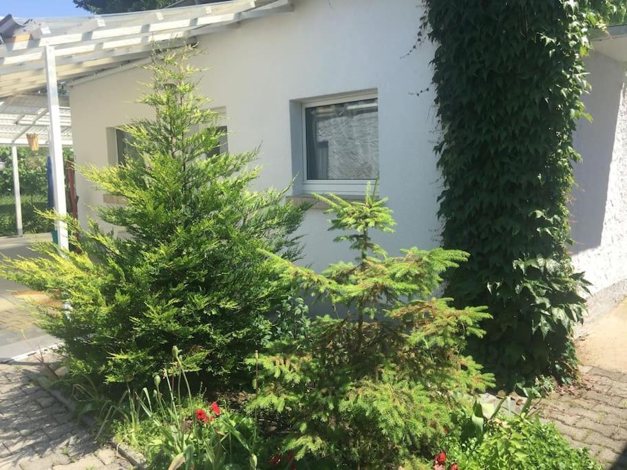 Kleines Haeuschen Am Garten In Darmstadt Zewnętrze zdjęcie